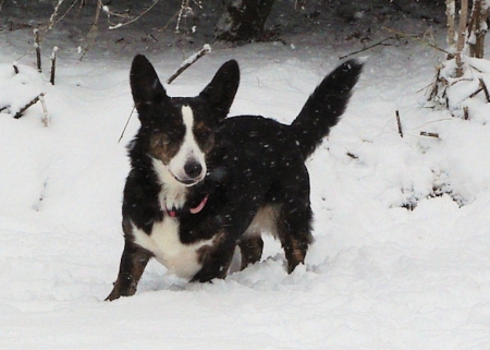 Dixie in snow