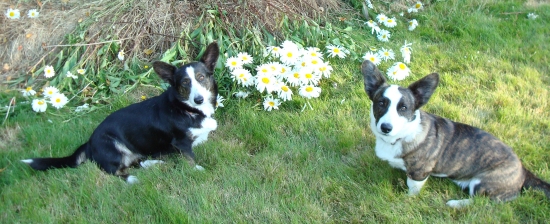 Dixie and Radar
