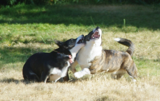 playing