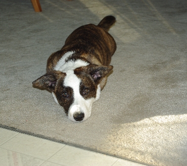 Radar puppy